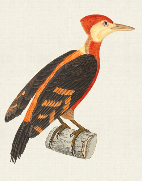Enchanted Forest Bird VII