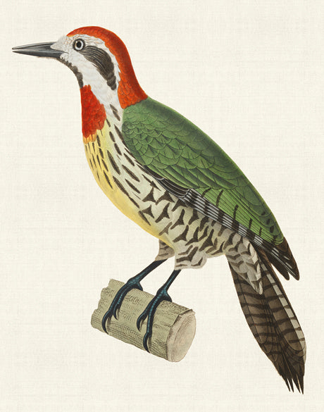 Enchanted Forest Bird IX