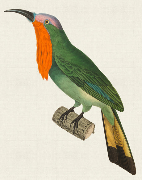 Enchanted Forest Bird XI