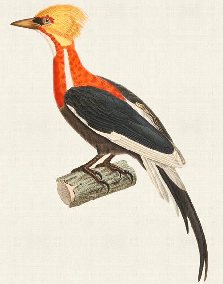 Enchanted Forest Bird XII