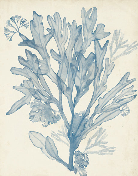 Seaweed Collage III (Pale Blue)