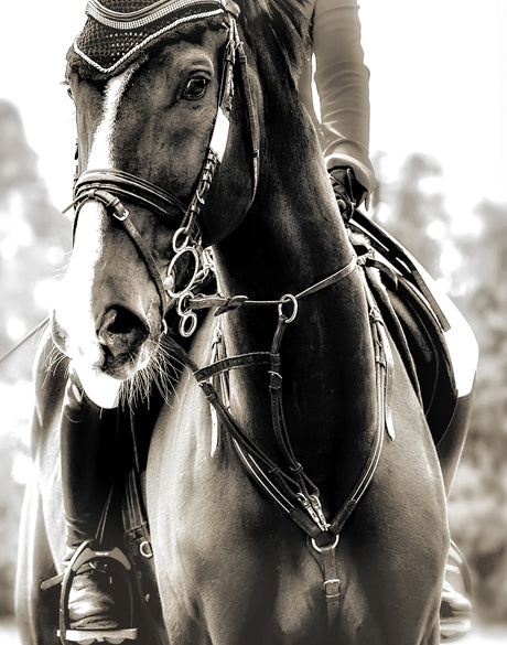 Equestre II