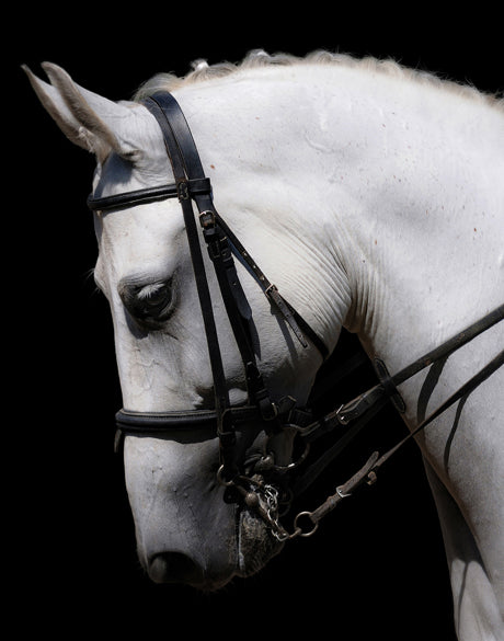 Equestre III