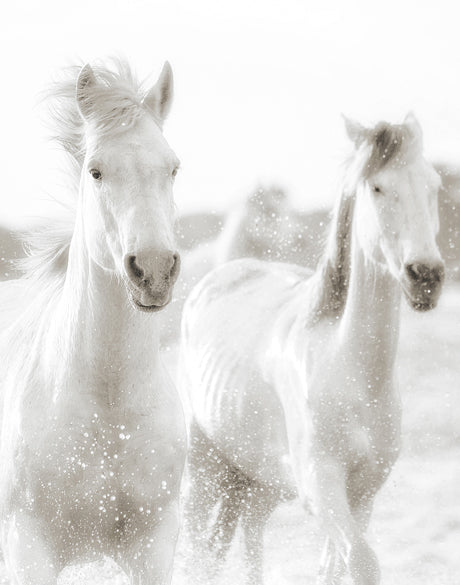 Les Chevaux VI (Canvas)