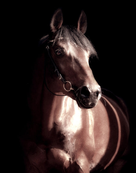 Les Chevaux VI