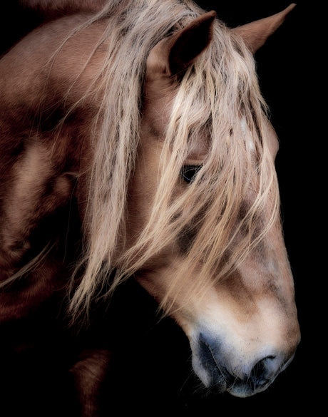 Equestre VI