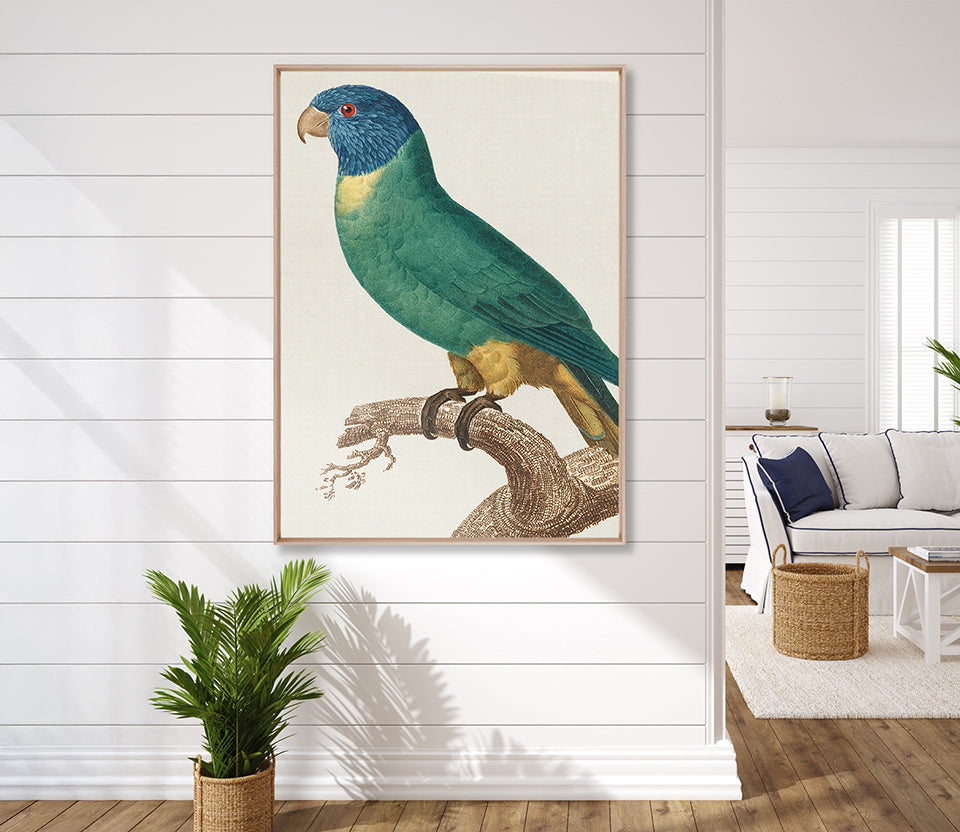 Naturelle des Perroquet III (Canvas)