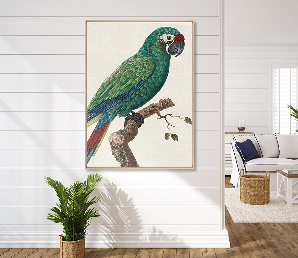 Naturelle des Perroquet VII (Canvas)