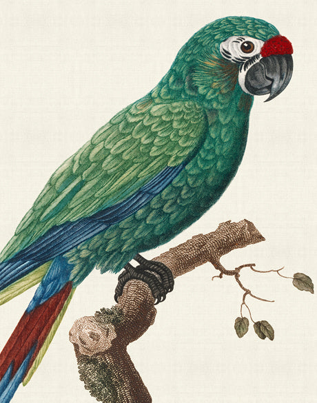 Naturelle des Perroquet VII