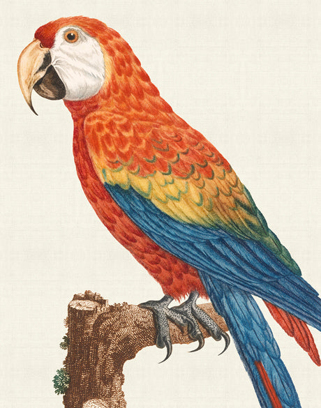 Naturelle des Perroquet VIII