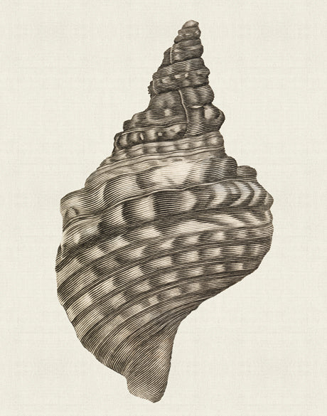Black & White Shell I