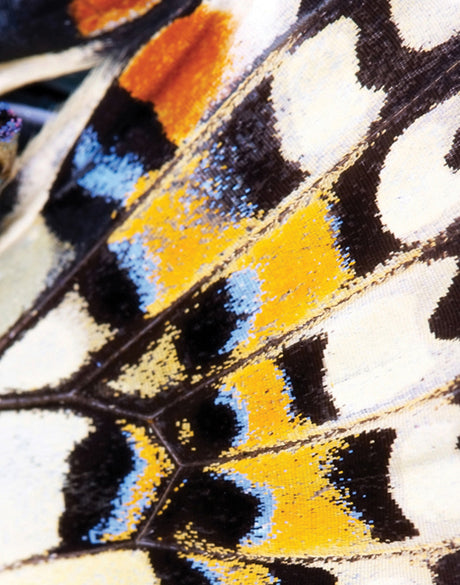 Macey Butterfly I