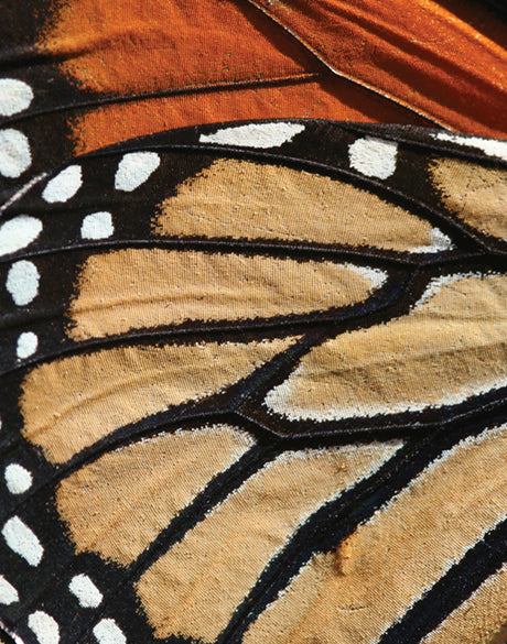 Macey Butterfly II (Canvas)