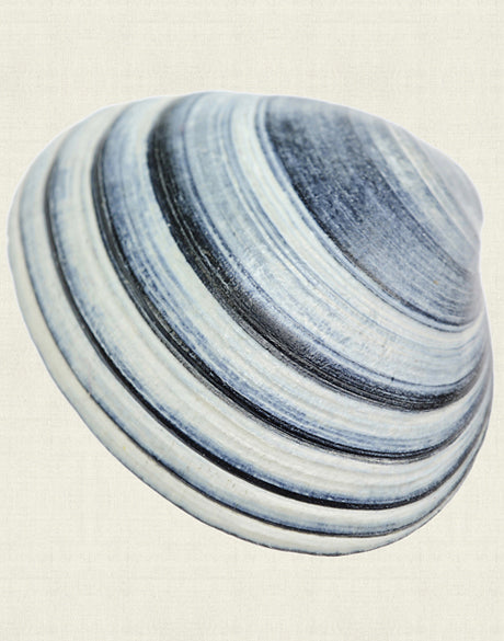 Shell Subject VI