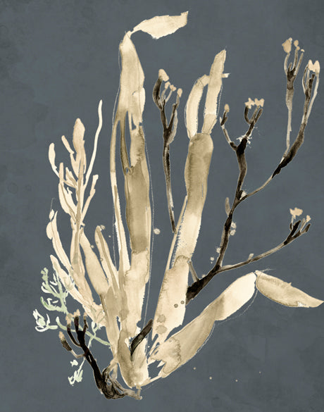 Margate Coral VIII