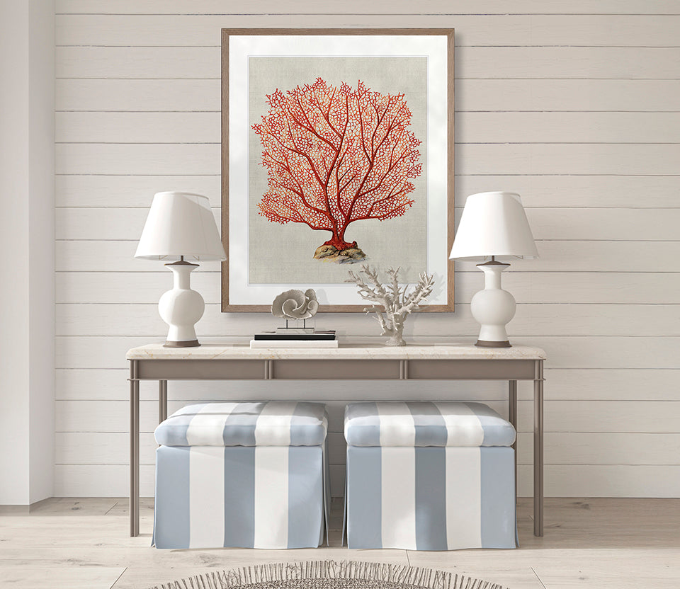 Coral SPLENDOUR (Red) IV