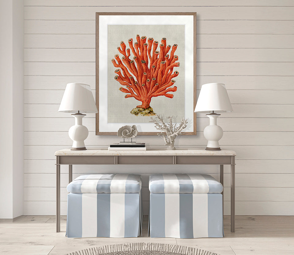 Coral SPLENDOUR (Red) V