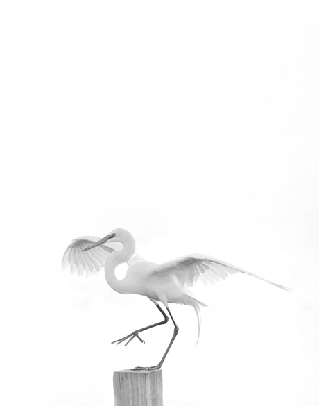 Mercer Black & White IV