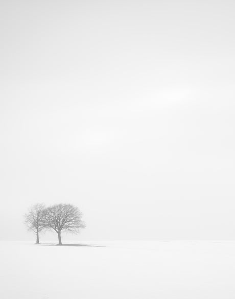 Mercer Black & White XIV