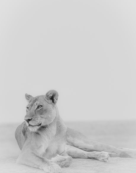 Mercer Black & White XV (Canvas)