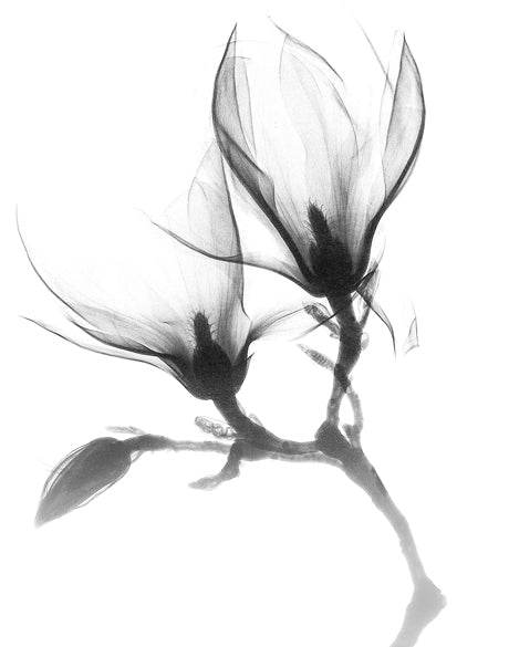 Mercer Black & White XXV (Canvas)
