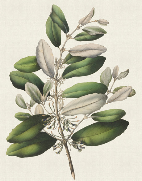 Botanical Bliss I (Canvas)