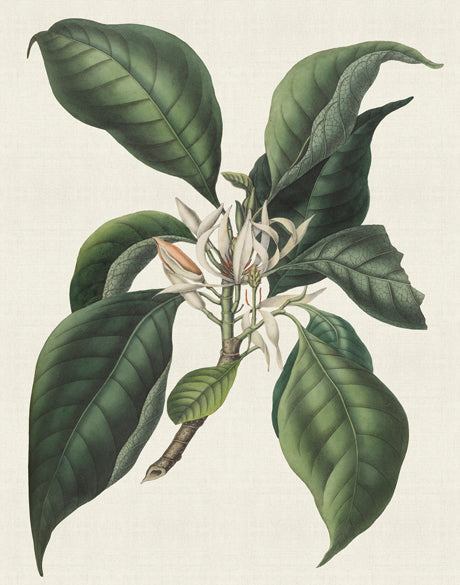 Botanical Bliss II