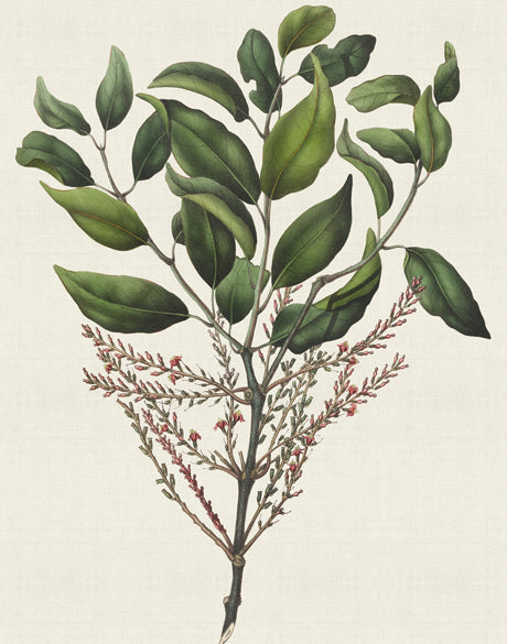 Botanical Bliss III