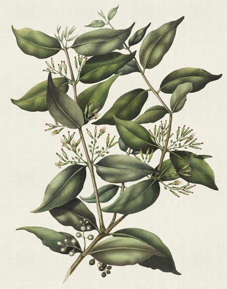 Botanical Bliss V