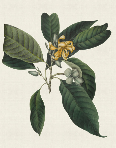 Botanical Bliss VI (Canvas)