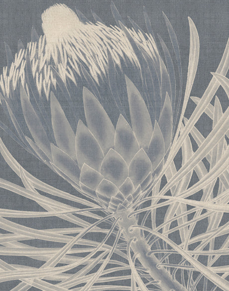 Protea Silhouette III (Canvas)