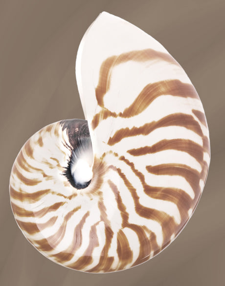 Nautilus Shell II (Canvas)