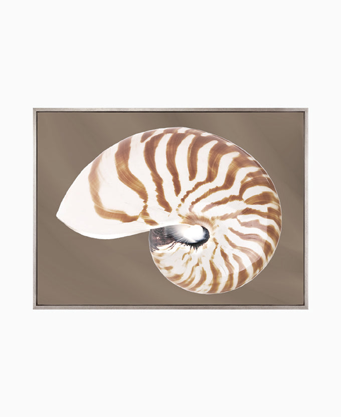 Nautilus Shell II (Canvas)