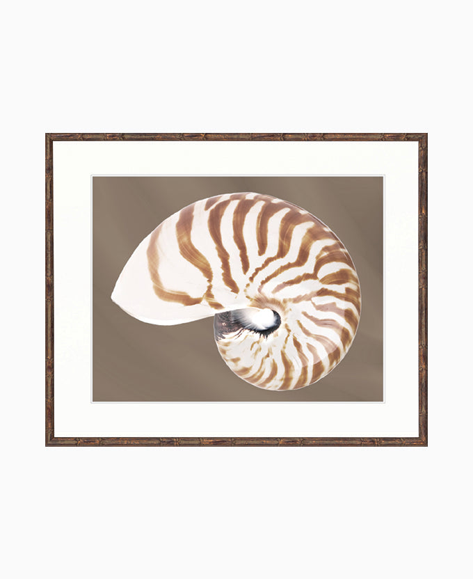 Nautilus Shell II