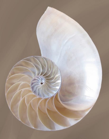 Nautilus Shell III