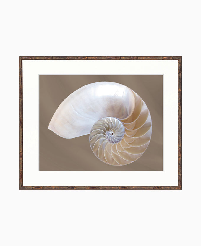 Nautilus Shell III