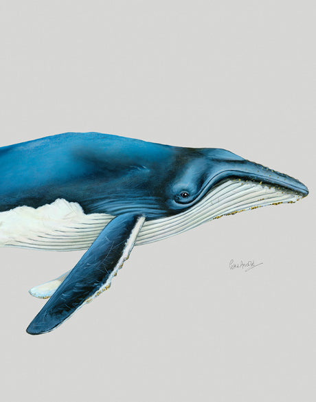 Humpback Whale (Canvas)