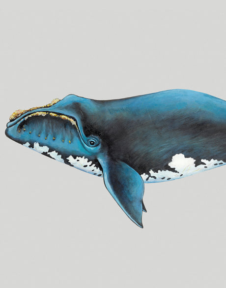 Southern Right Whale