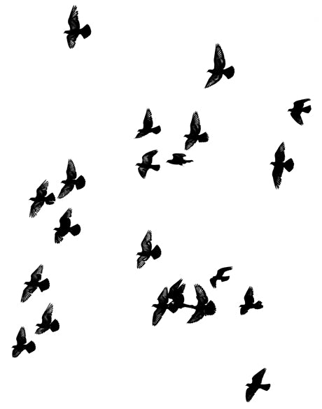 Birds in Flight I