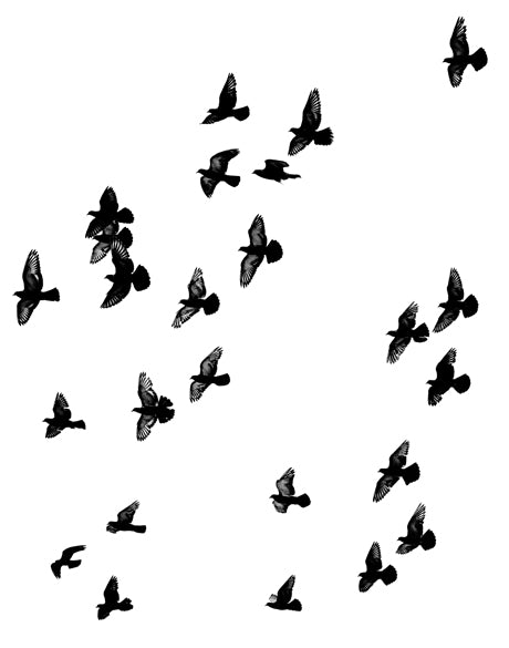 Birds in Flight II