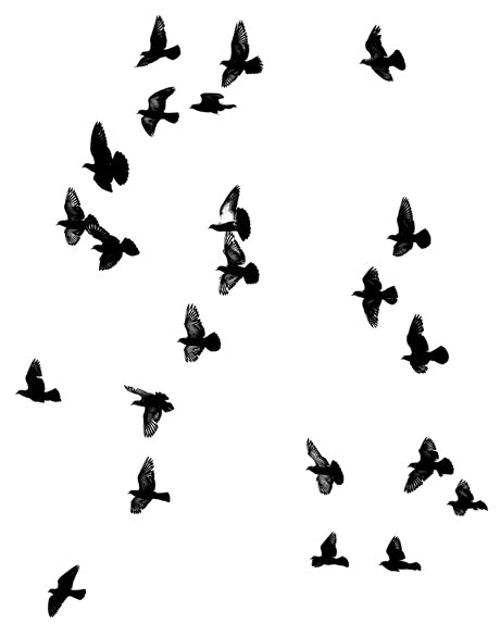 Birds in Flight III