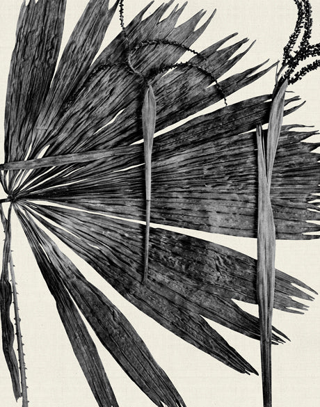 Asiatic Palm I