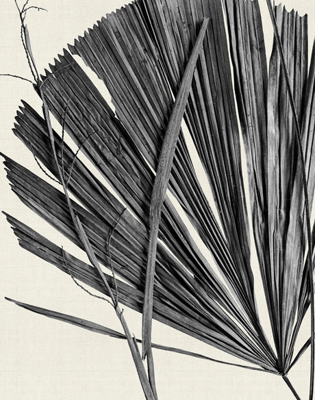 Asiatic Palm II