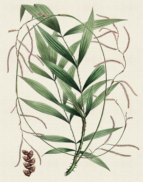 Palme D'Or Specimen I