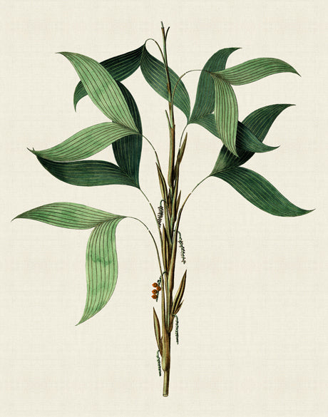 Palme D'Or Specimen II