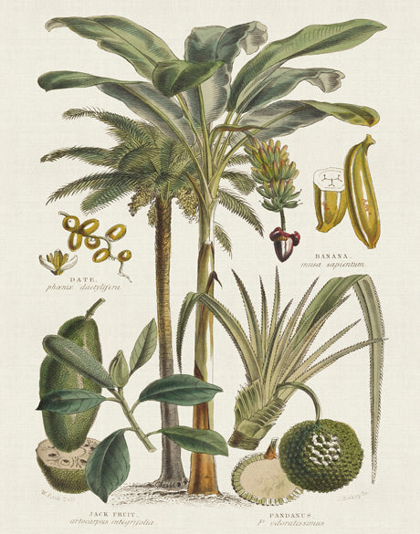 Tropicano Delight I