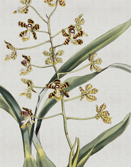 Orchid Beauty II (Canvas)