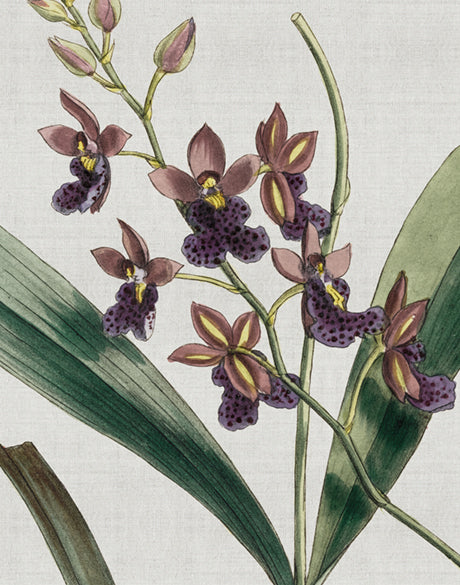 Orchid Beauty IV (Canvas)