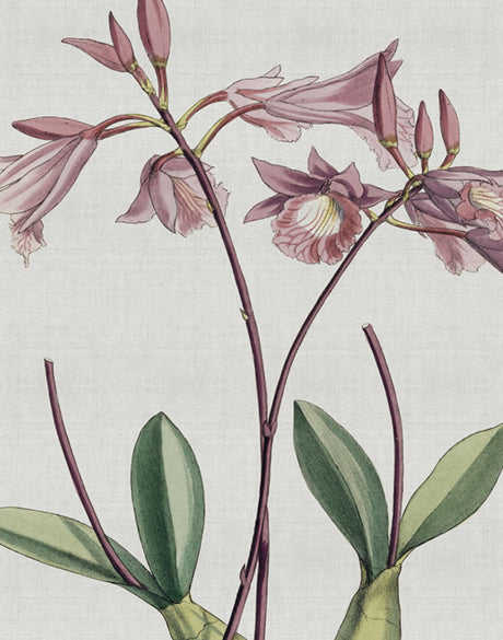 Orchid Beauty V