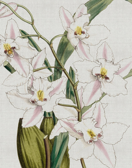 Orchid Beauty VI